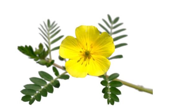 Gluconol vsebuje Tribulus terrestris